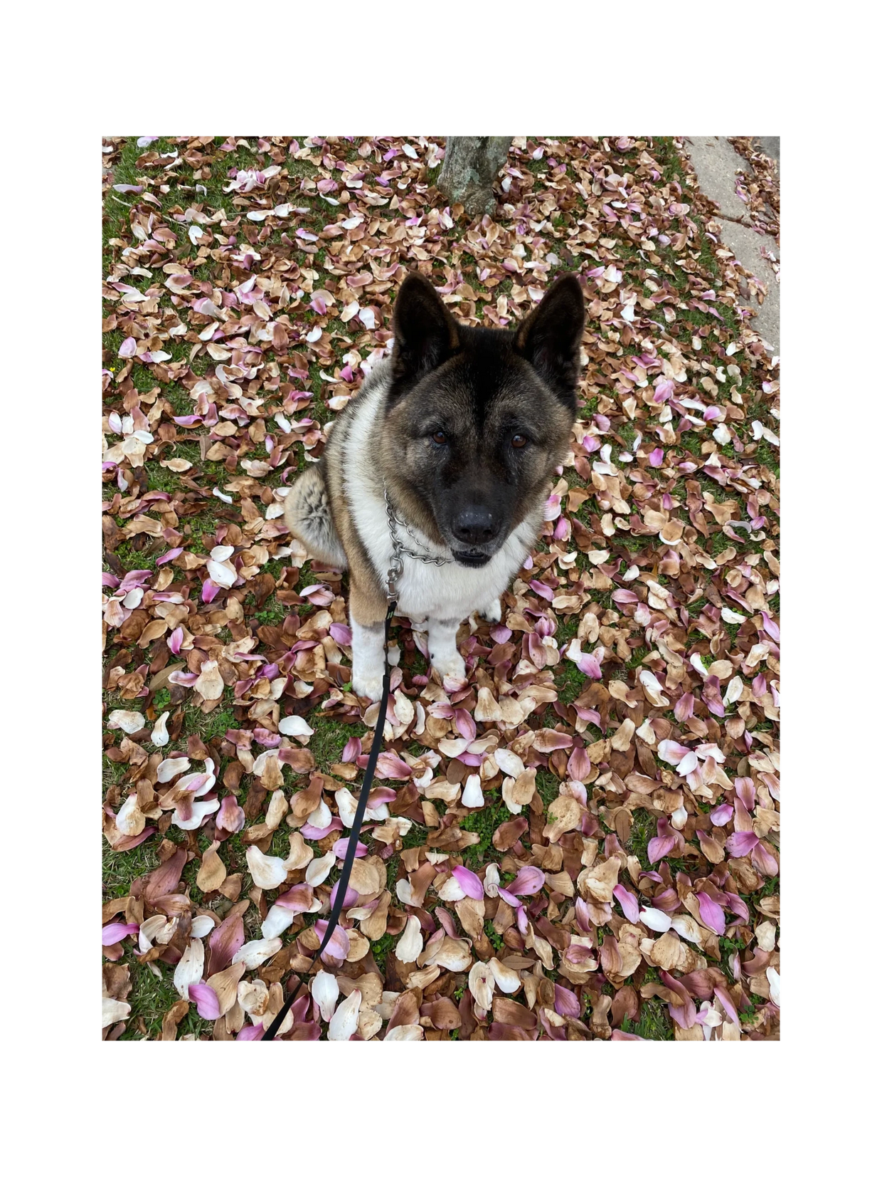 On flower pedal for every admirer 