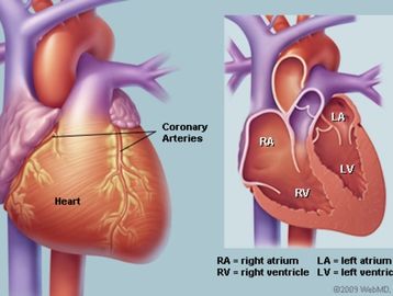 Diagram of the human heart showing coronary arteries and heart chambers.