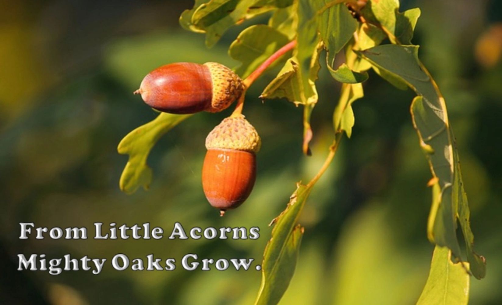 From Little Acorns Mighty Oaks Grow.