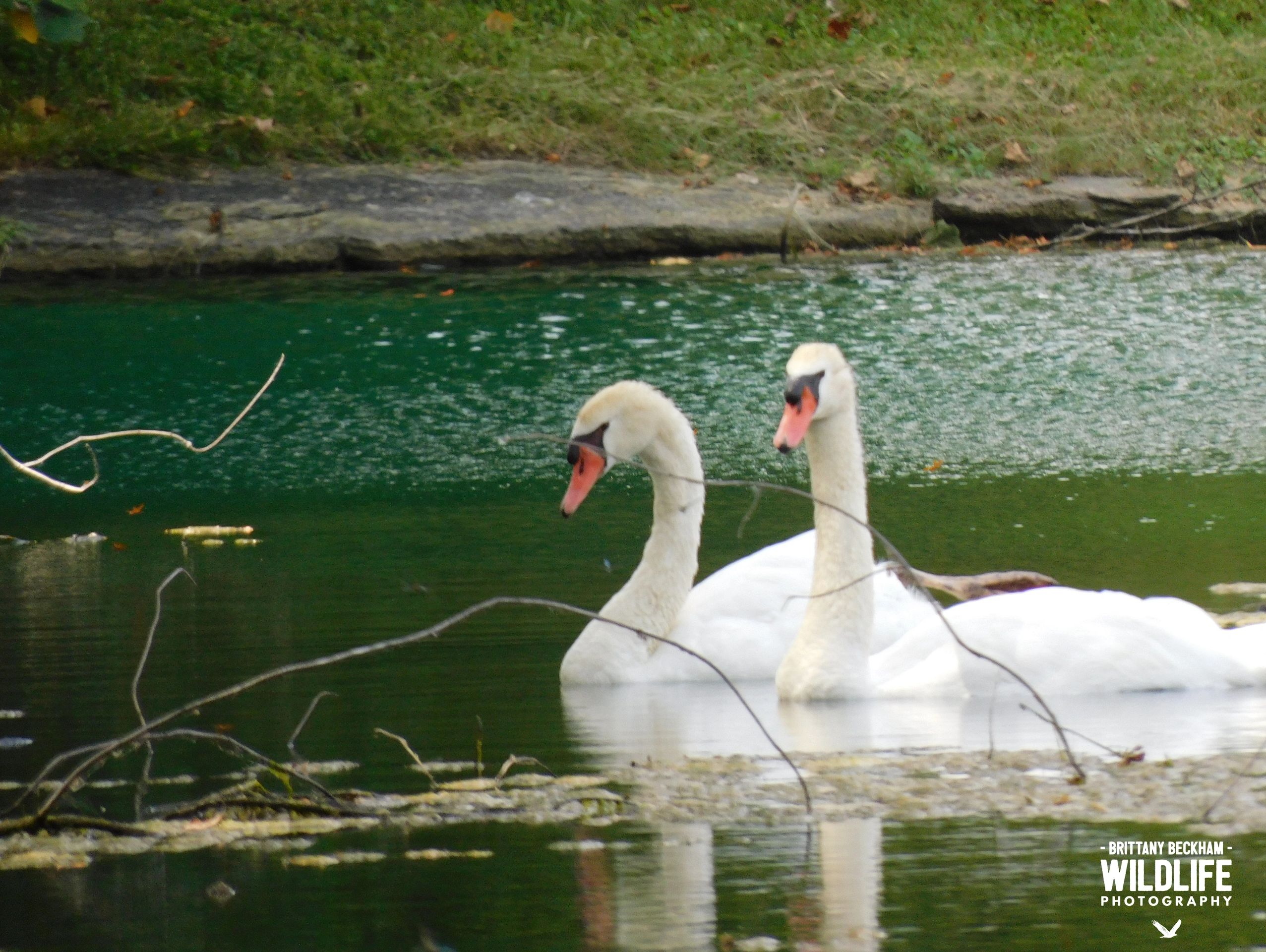 Swans swimming in a lake in Cincinnati, Ohio