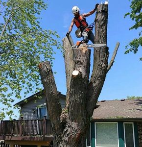 Tree Services - Whitewood Tree Service Inc.