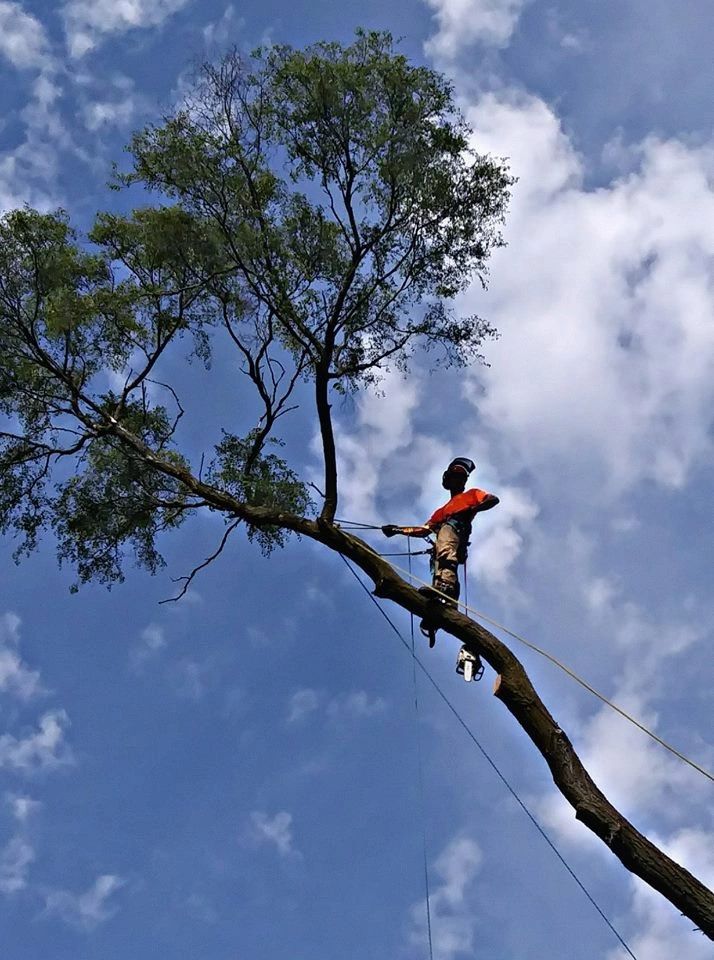 Tree Services Whitewood Tree Service Inc.
