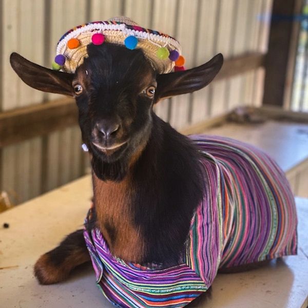 Goat dressed in colorful traditional attire with a hat.
