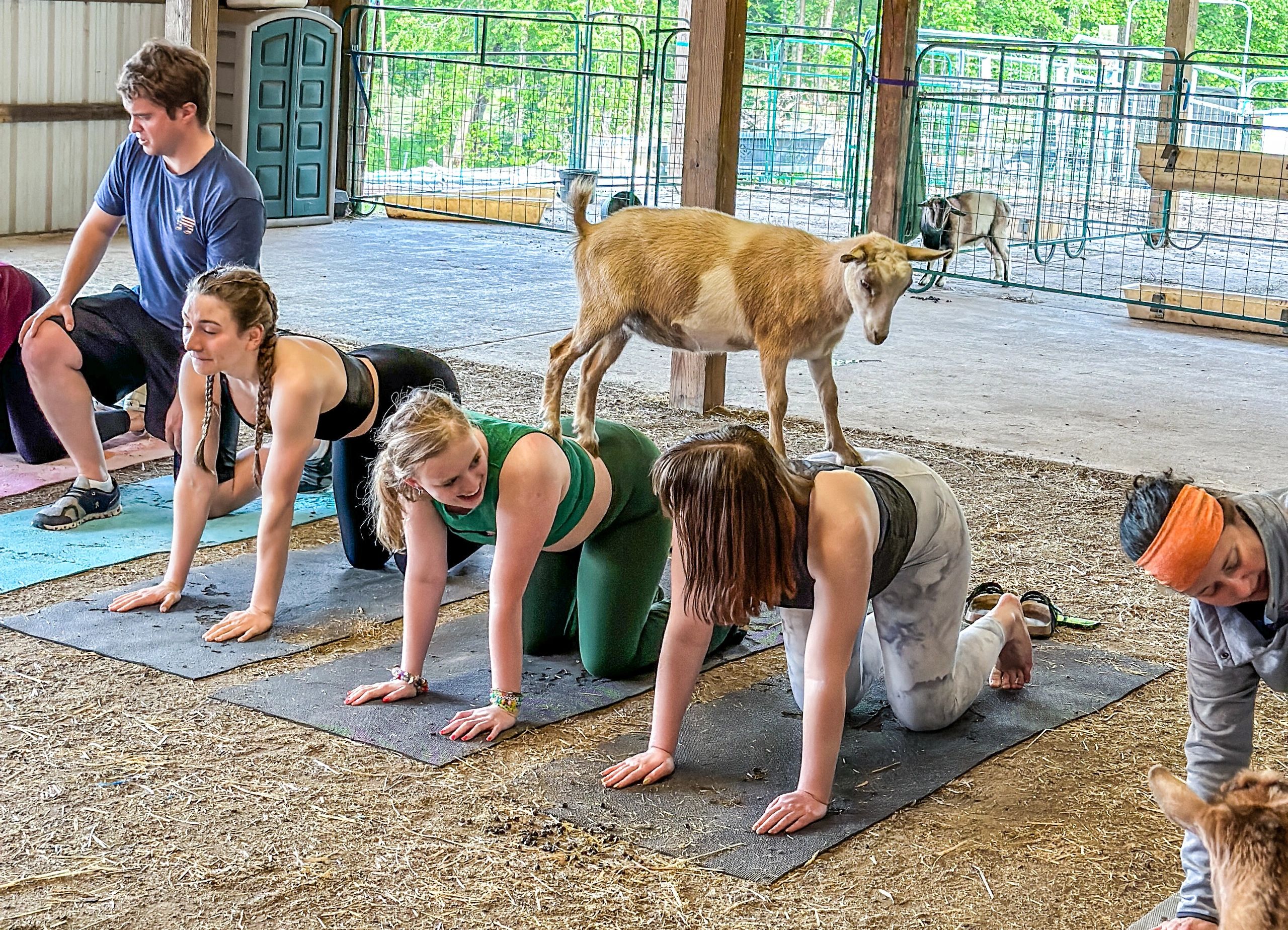 Groups of people doing goat yoga 
