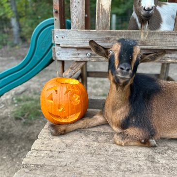 Goat laying beside a carved pumpkin.