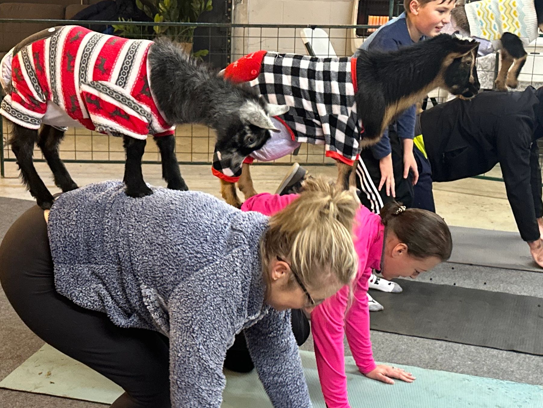 Goat Yoga Classes
