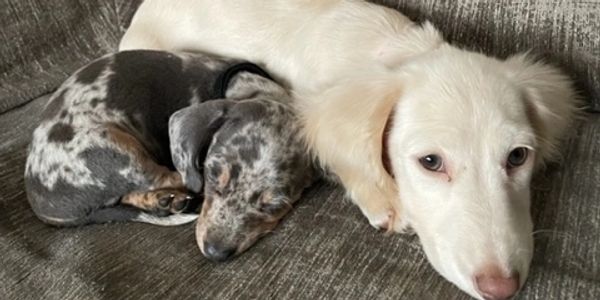 This is Pearl our ee cream female/dam and Leo our merle dapple sire to be