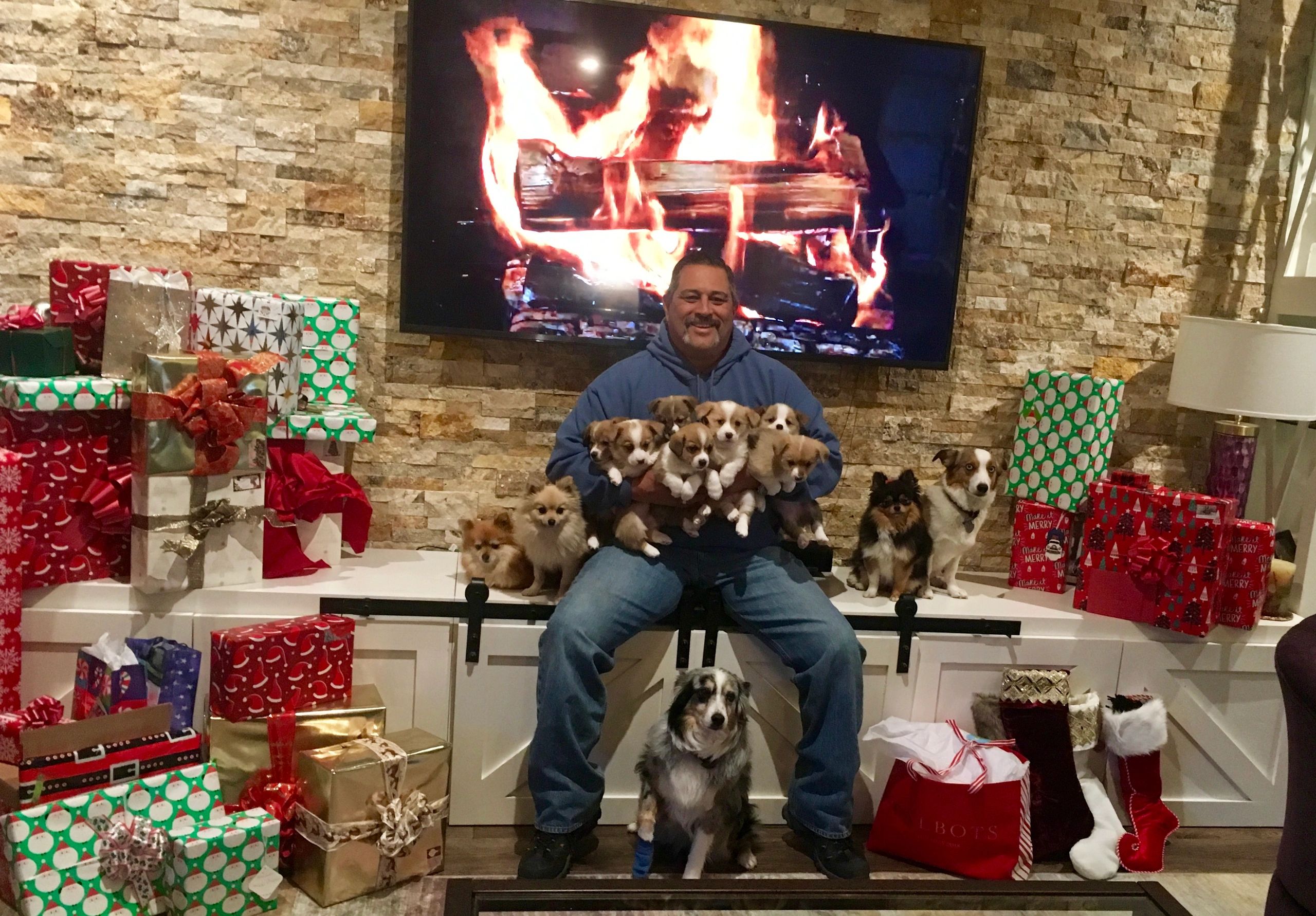 Fancy Corgis & More!