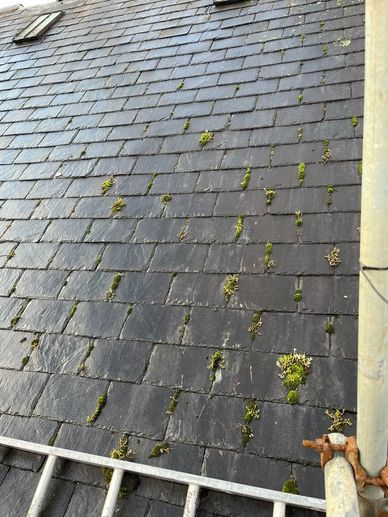 Slate Roof with moss growing and ladder