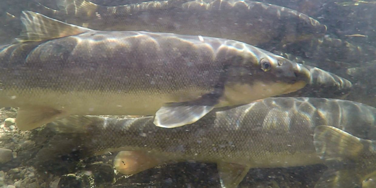 Longnose suckers (catostomus catostomus) making their spawning run up a Great Lakes tributary stream