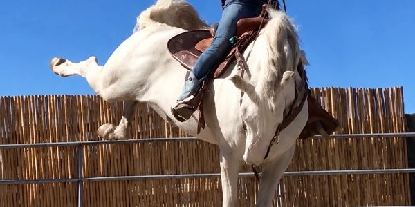 A person rides a bucking white horse.