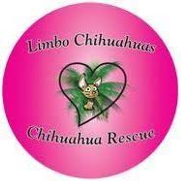  Limbo Chihuahuas - Chihuahua Rescue