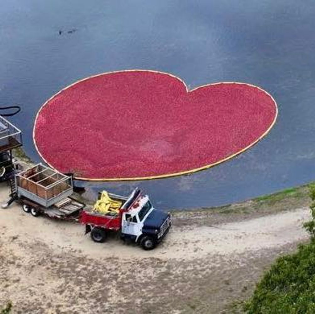 Heart-shaped cranberry bog floating on water near a truck.