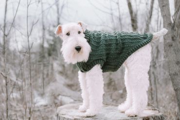 White fluffy dog posing on a log with a green coat 