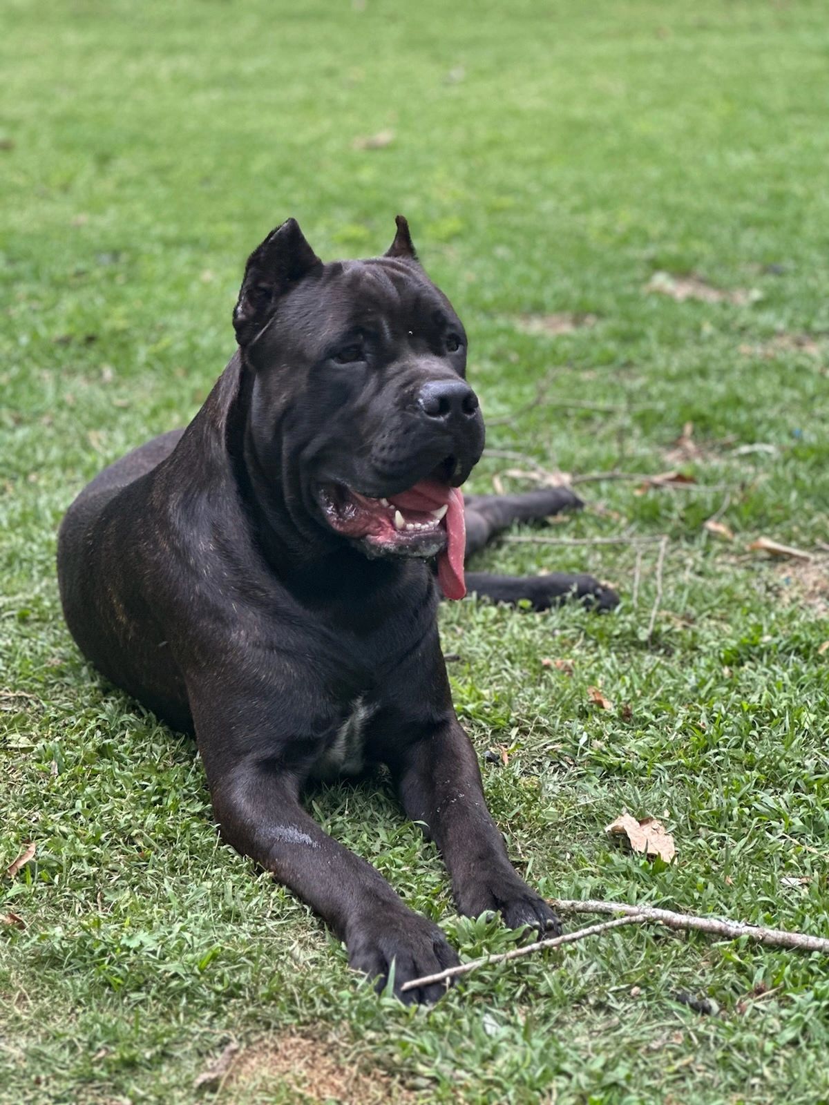 Royal cane cheap corso