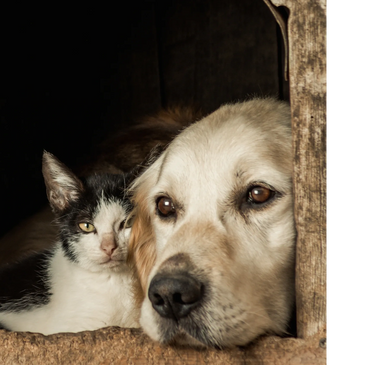 Perro y gato rescatados