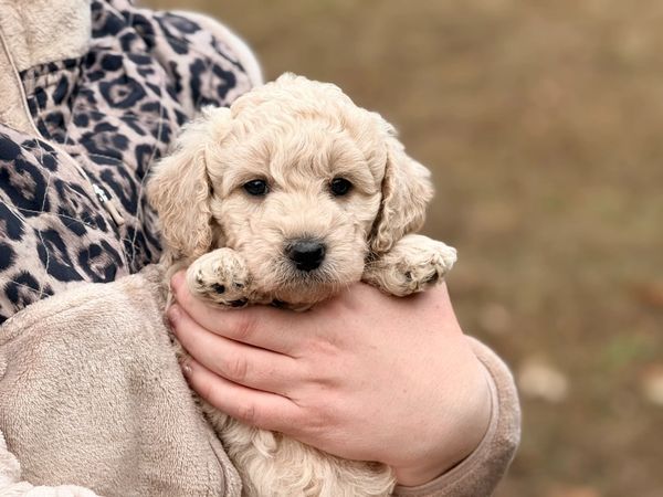A small, fluffy cream-colored puppy being held gently.