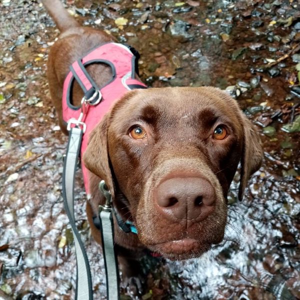 Labrador walking outside stream happy