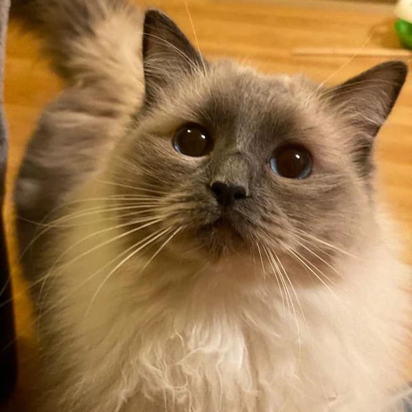 Long haired cat getting professional pet visit