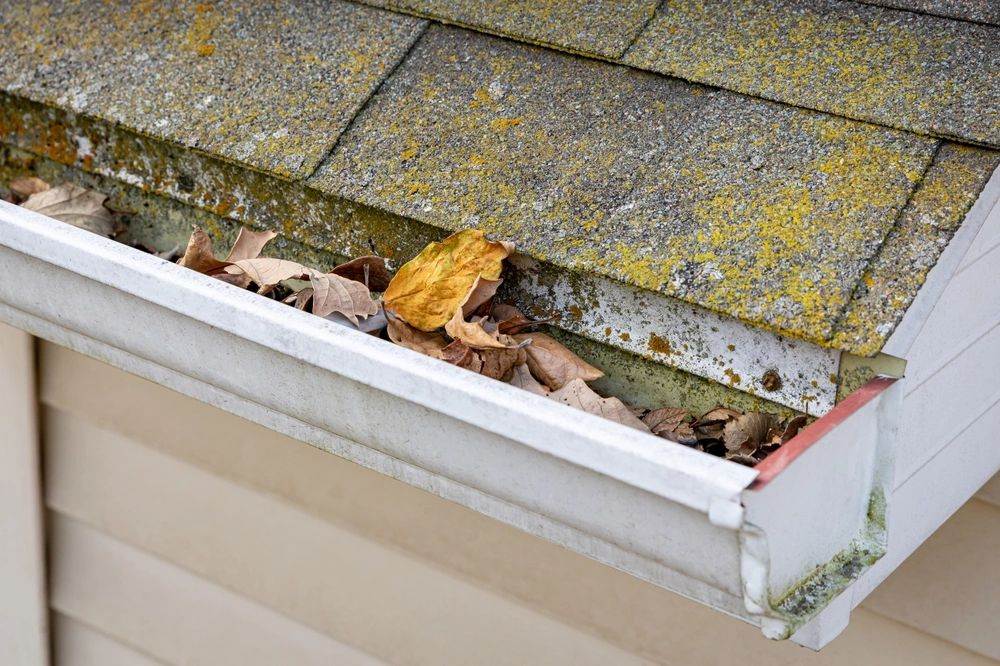 Gutter Bug Battling Mold, Mildew and Pests in Your Gutters