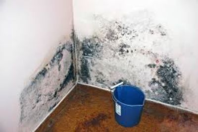 Mold remediation