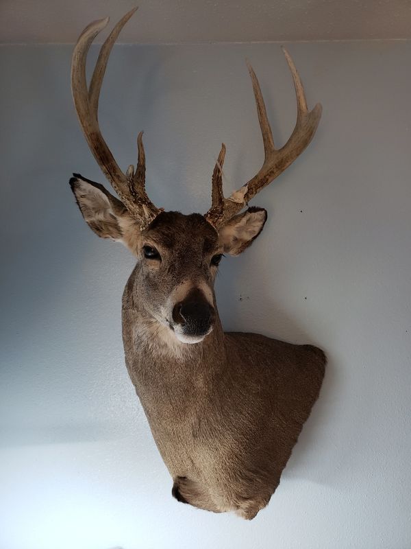 DK Taxidermy - Taxidermist Services