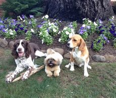 Dogs in Fieldbrook California