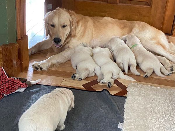 Lucy and her first litter of puppies