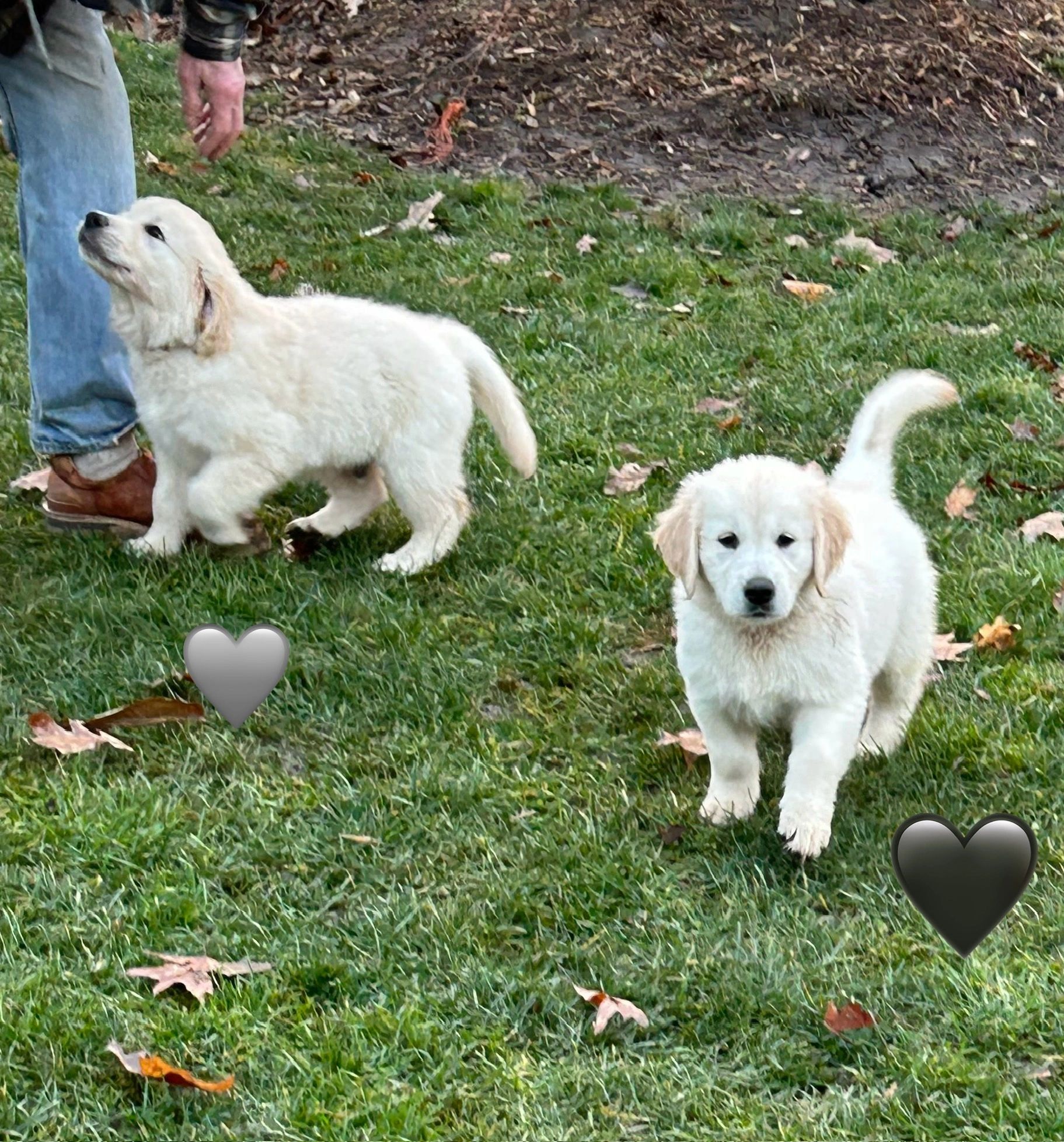 Golden Retrievers Hagan s Golden Retrievers