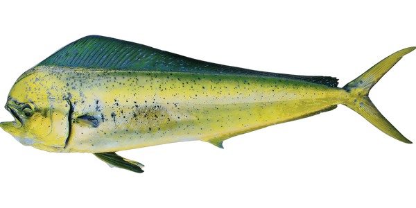 Mahi-Mahi Fish Image