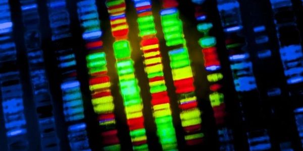 DNA analysis