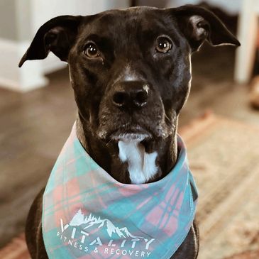 Black dog wearing a Vitality Fitness &amp; Recovery bandana.