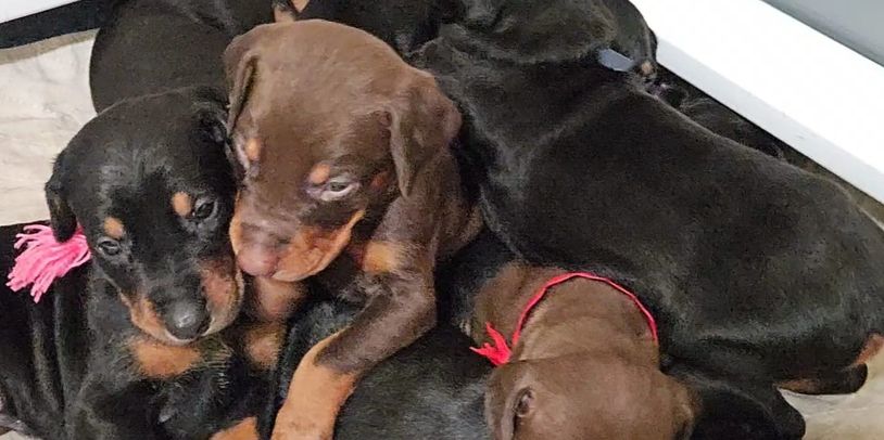 A pile of sleeping Doberman puppies.