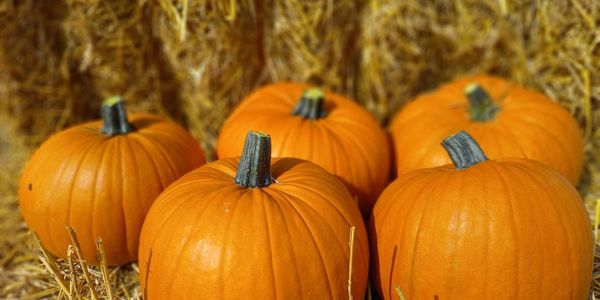 Wholesale pumpkins 