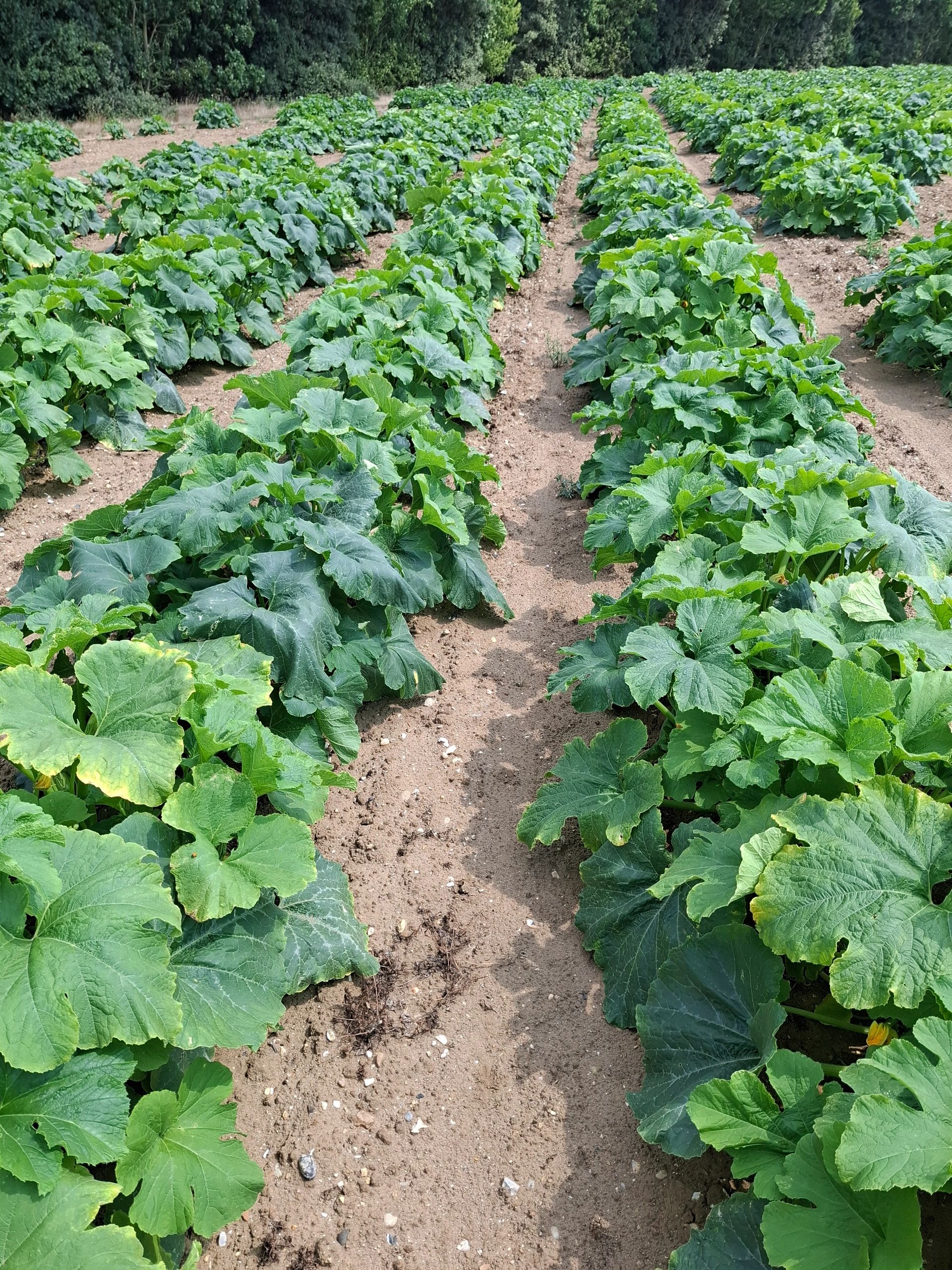 Bulk wholesale pumpkins