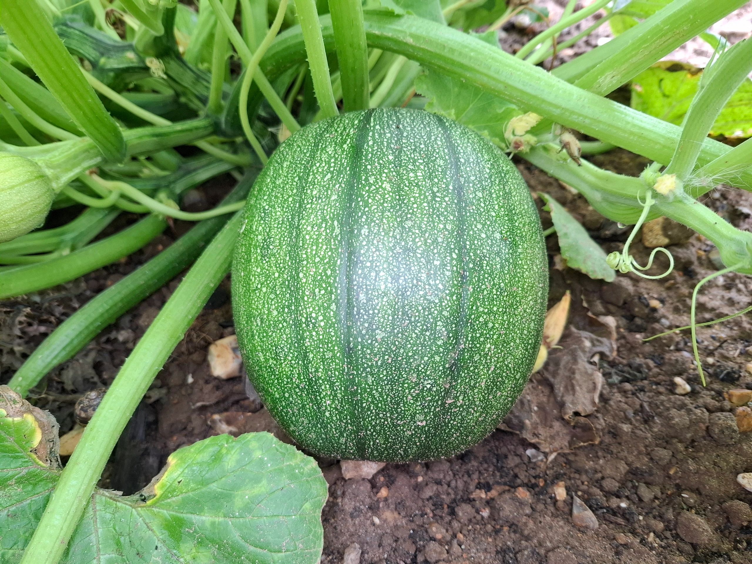 UK wholesale pumpkins