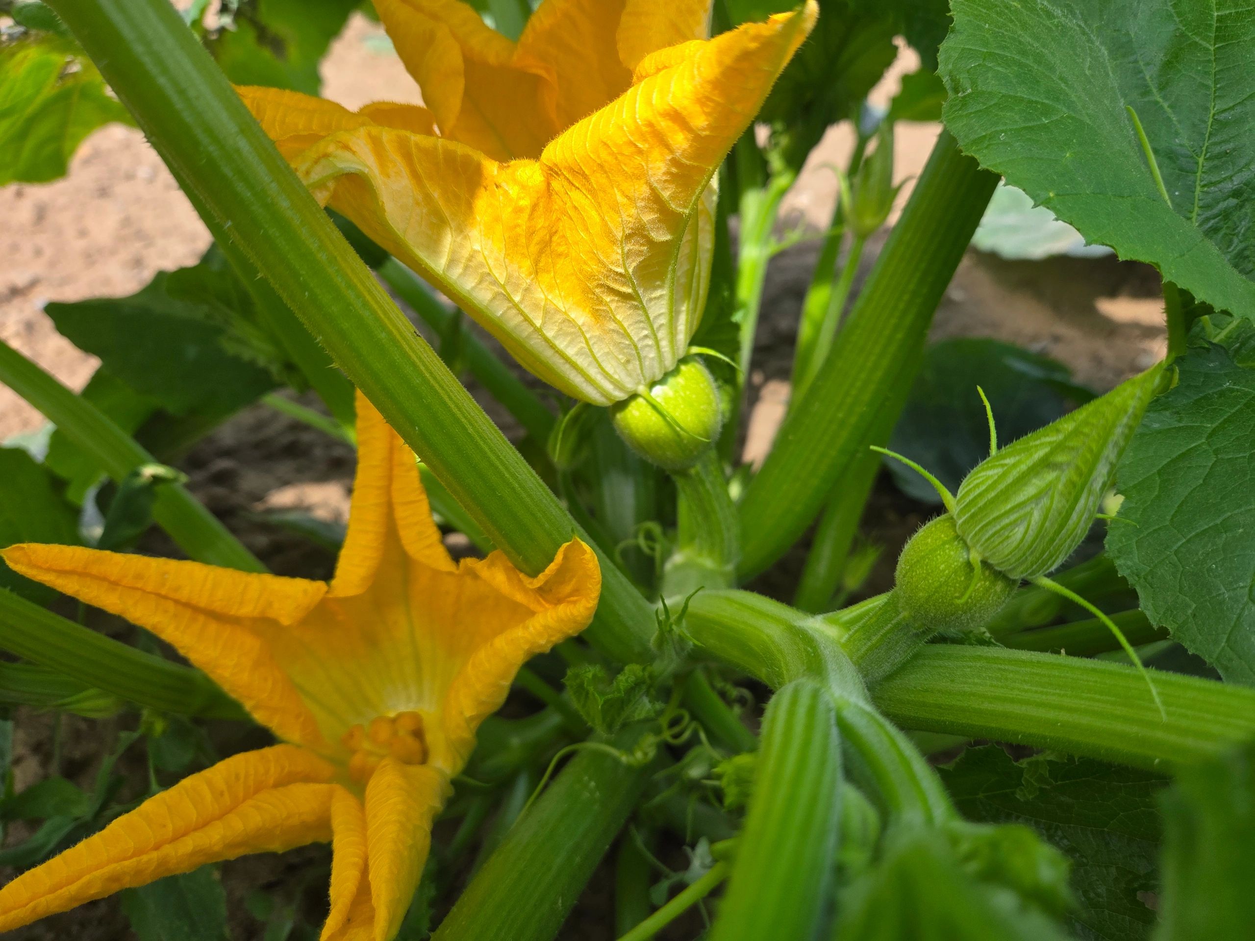 Wholesale pumpkins growing. Uk suppliers 