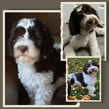 Classic City Labradoodles, Frosty Hill Labradoodles, East Coast Labradoodles