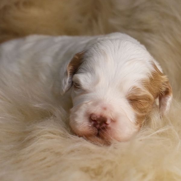 Australian Labradoodle puppies for sale, East coast Labradoodles puppies near me, east coast puppies