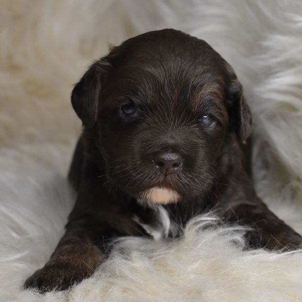 puppies near me, east coast puppies, labradoodle puppies for sale, breeders near me