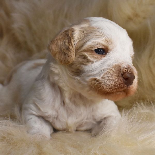 Australian Labradoodle puppies for sale, East coast Labradoodles puppies near me, east coast puppies