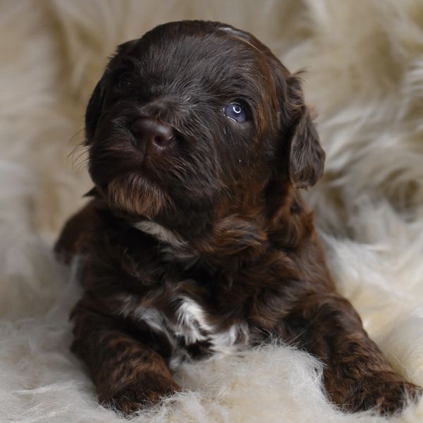 puppies near me, east coast puppies, labradoodle puppies for sale, breeders near me