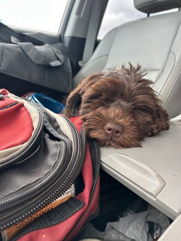 labradoodle puppies for sale on the east coast 