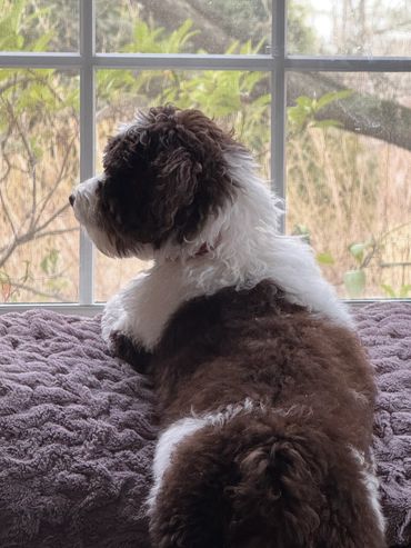 labradoodle puppies for sale on the east coast 