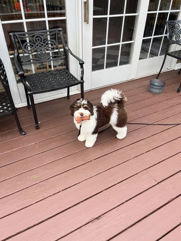 labradoodle puppies for sale on the east coast 
