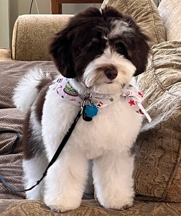 labradoodle puppies for sale on the east coast 