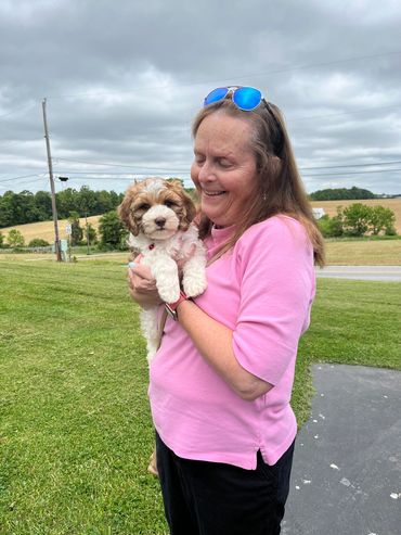 labradoodle puppies for sale on the east coast 