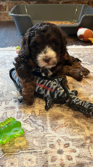 labradoodle puppies for sale on the east coast Pennsylvania, New York, New Jersey, Maryland
