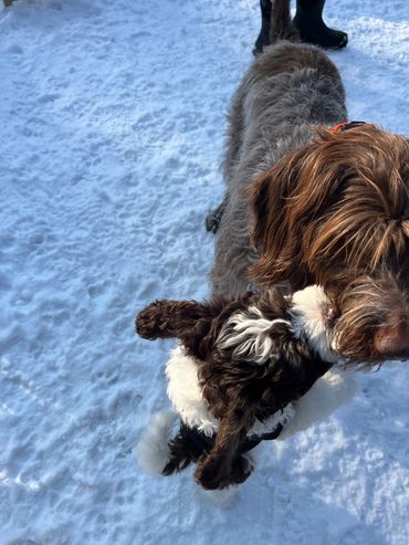 labradoodle puppies for sale on the east coast 