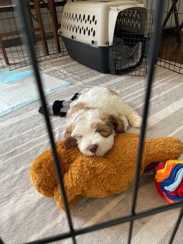 labradoodle puppies for sale on the east coast 